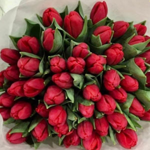 Tulips