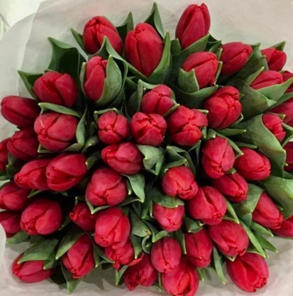 kytice z 25 červených tulipánů