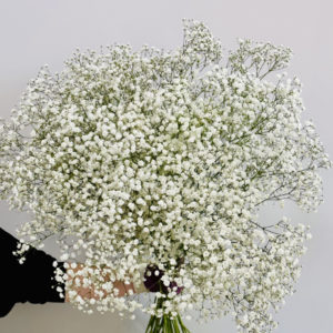 Gypsophila