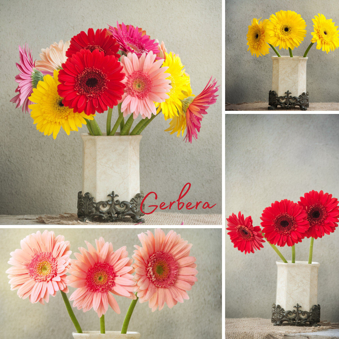 gerbera